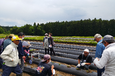 定植実演の写真