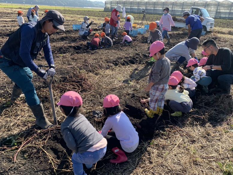 園児さつまいも収穫