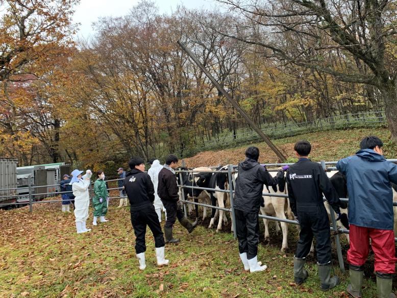 土上平放牧場収牧