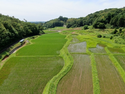 小砂の棚田