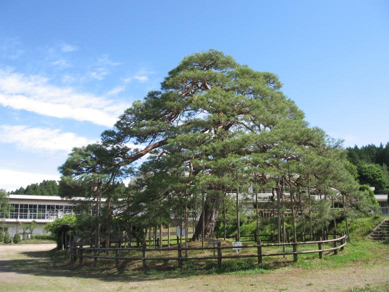 杉インテリア木工館