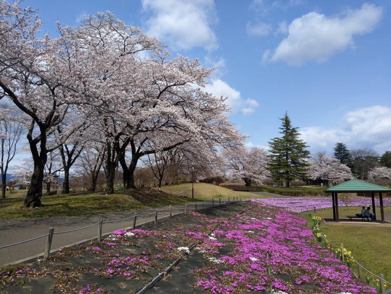 長峰公園の桜