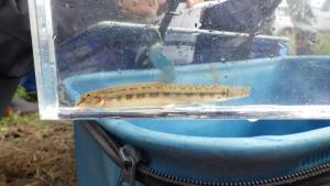 ヒガシシマドジョウ