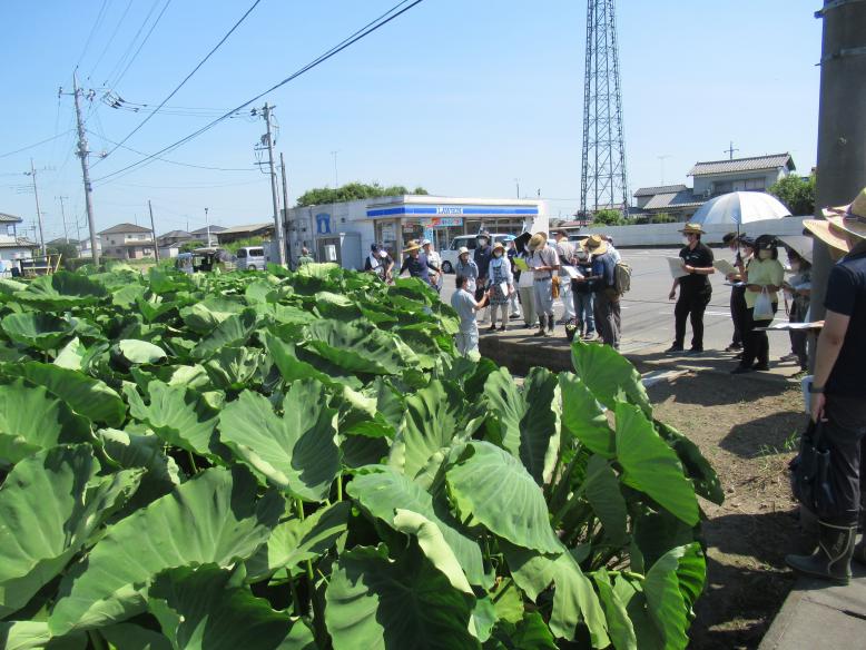 さといも現地検討会2023