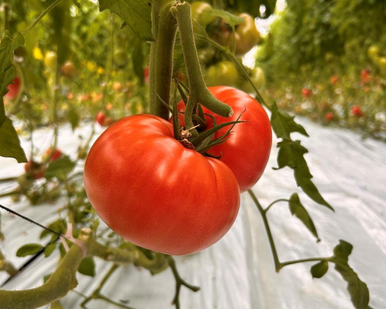 tomato karen