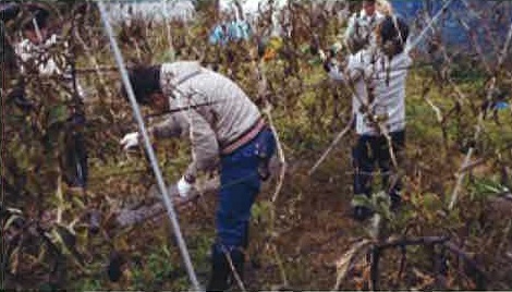 なす畑の資材撤去