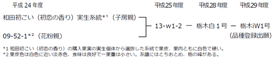 栃木iW1号交配親