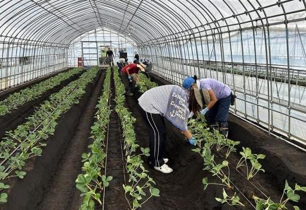 いちごの定植学科
