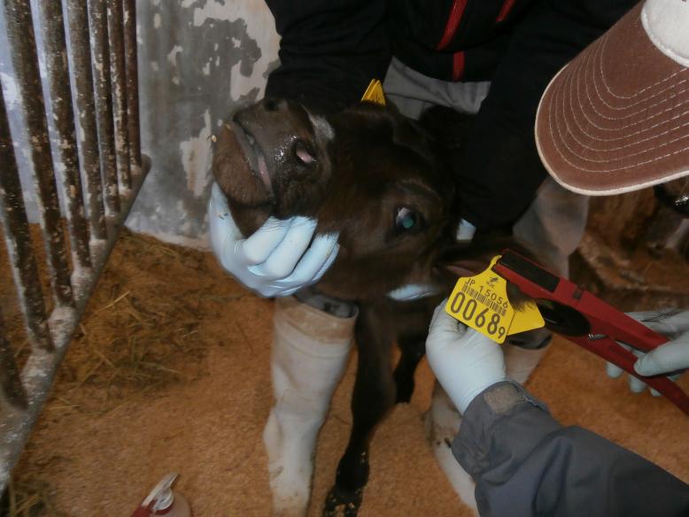 栃木県／産まれた子牛に耳標を取り付けました