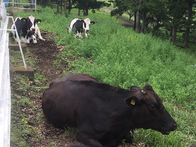 放牧中の乳牛と和牛