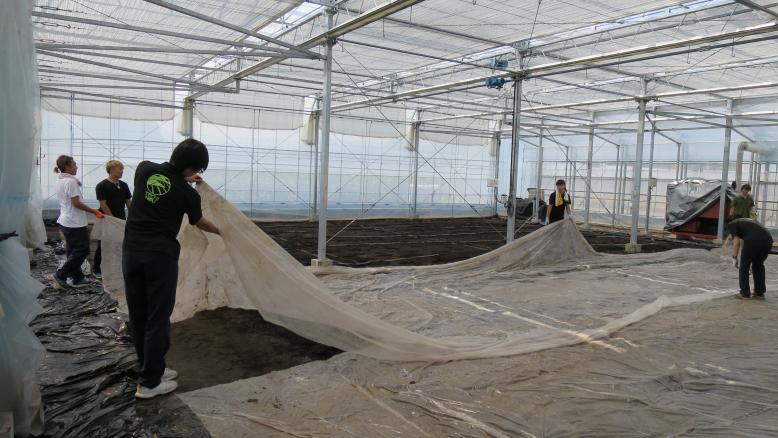 太陽熱消毒が終わったのでマルチを撤去します