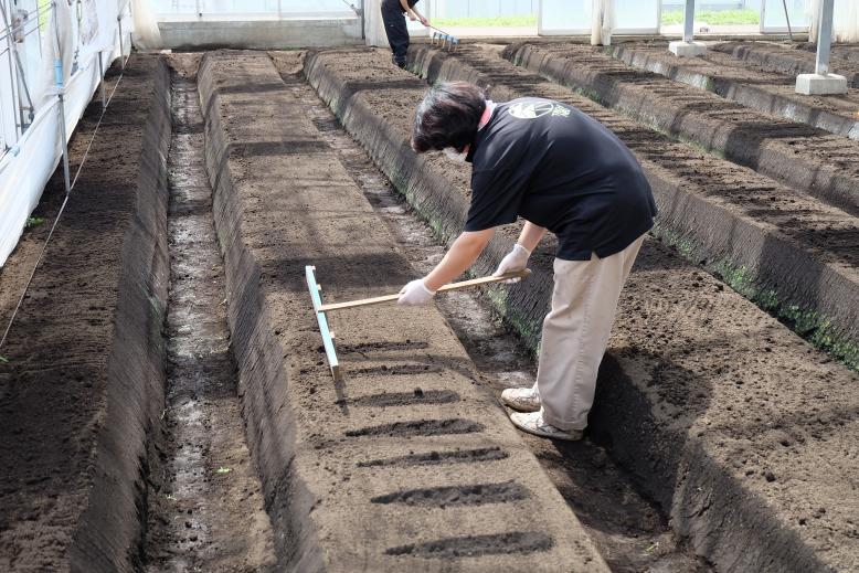 畝に等間隔の印をつける作業