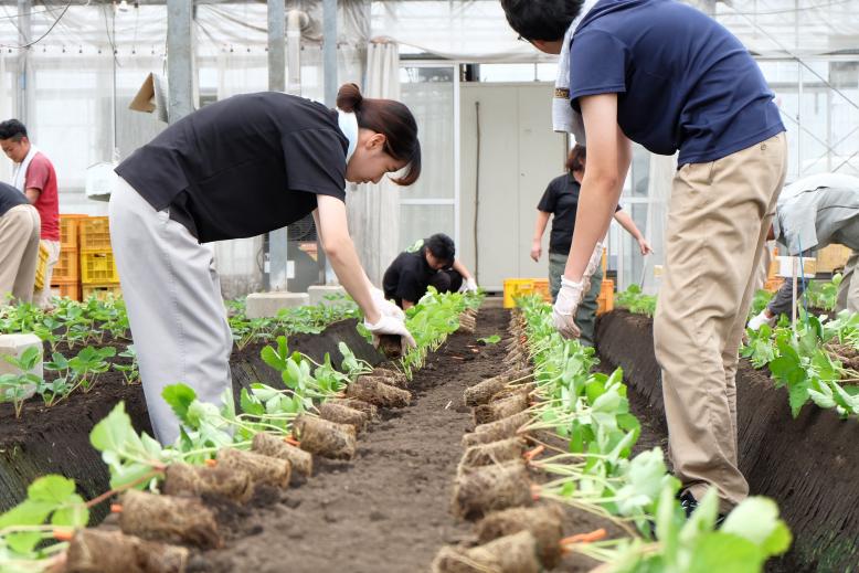 苗の植え付け作業