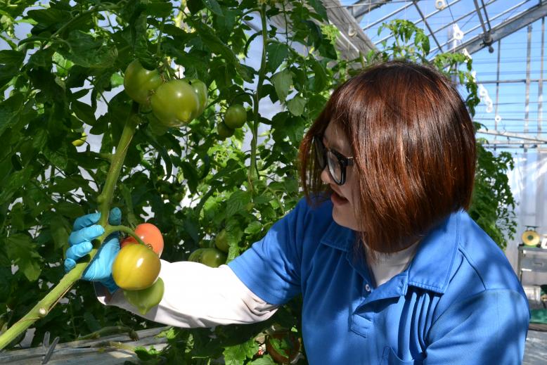 トマトの収穫をする女子学生（野菜専攻）。