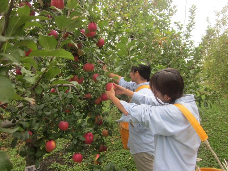 リンゴ収穫作業の様子