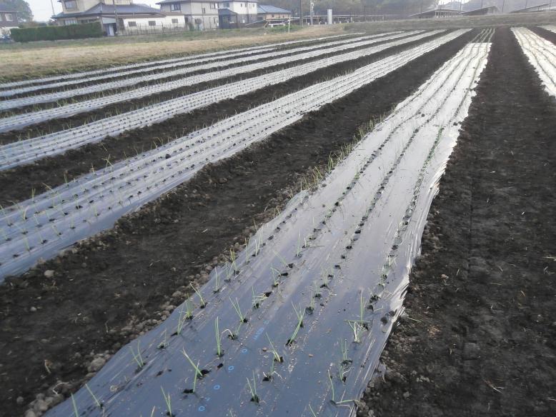 定植後のほ場