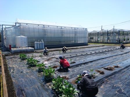 夏秋ナス定植作業の様子