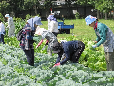 夏至号1-1