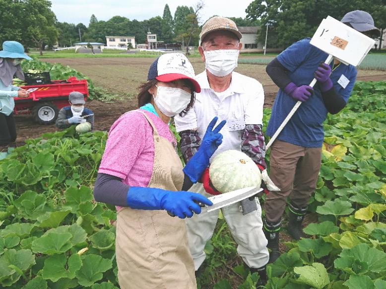 かぼちゃの収穫