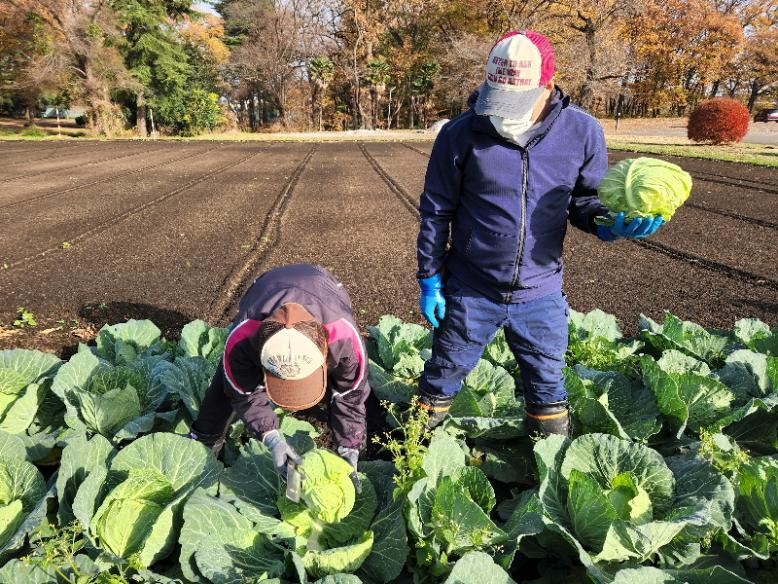 大きいキャベツから収穫していきます