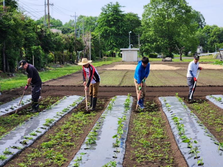 さといもの通路を除草します