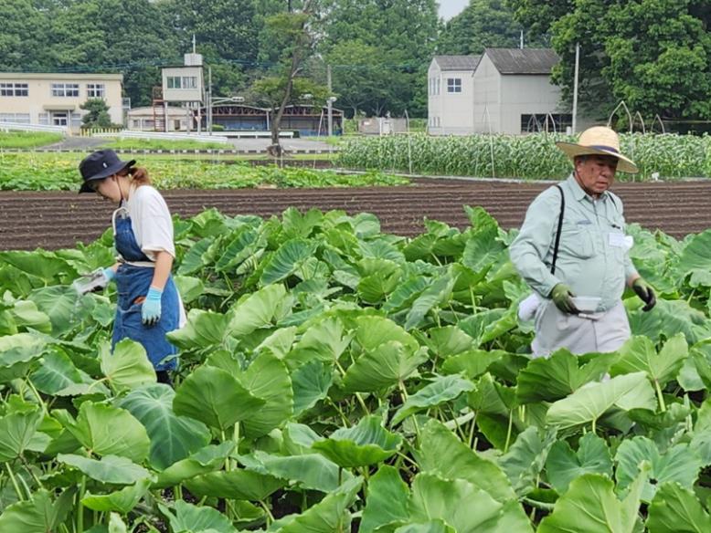 さといもの追肥