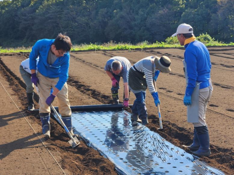 4人1組によるマルチ張り