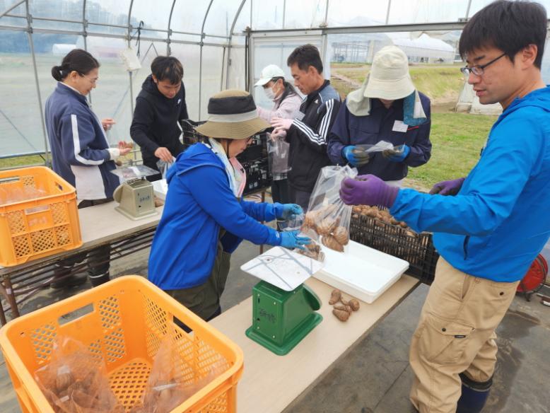 さといもの計量と袋詰め