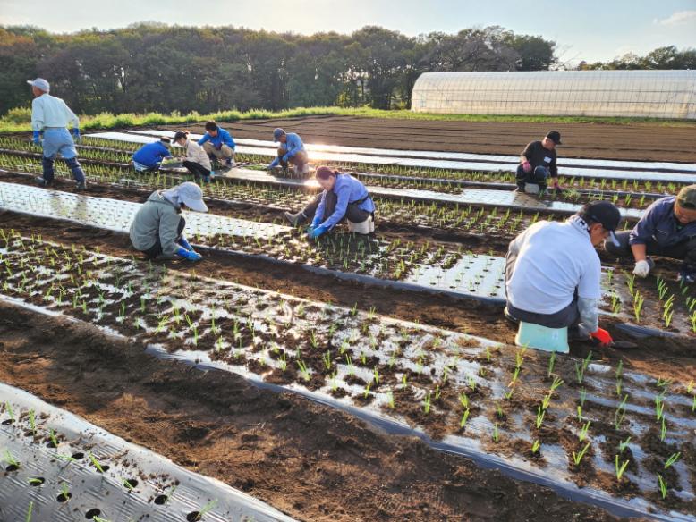 たまねぎ苗をほ場に定植します