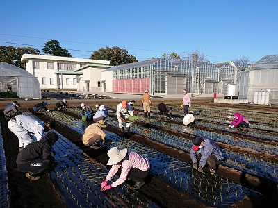 たまねぎ苗の定植