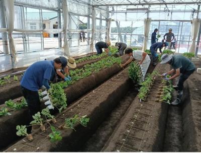 定植作業1