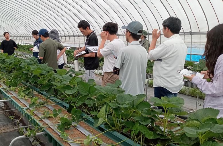 産地調査(鈴木いちご農園)