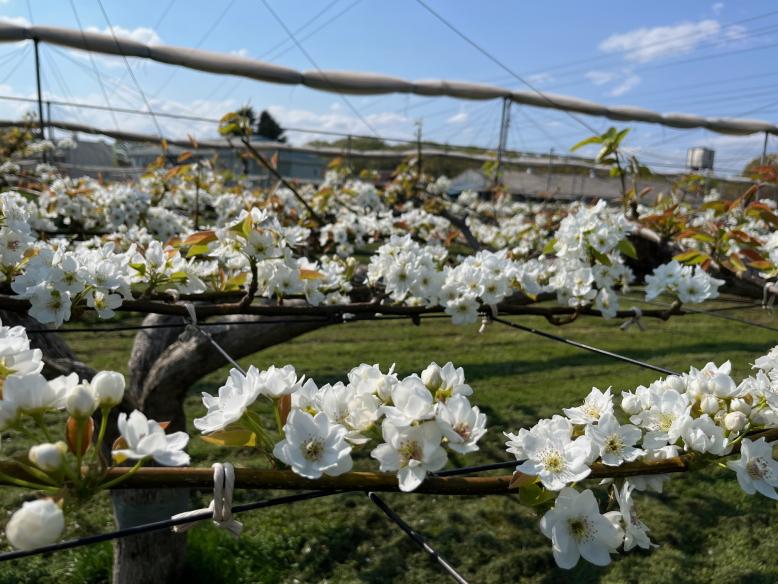 満開のなしの花