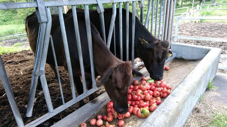 採食牛