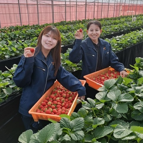 いちご学科の写真