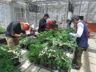 トマト苗のわき芽欠き