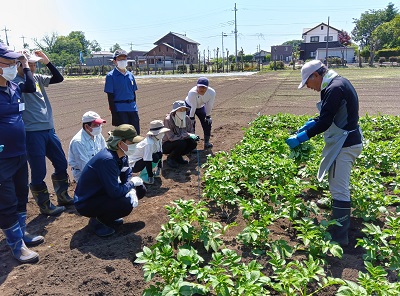 じゃがいもの芽欠き