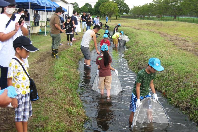 水路の魚捕り