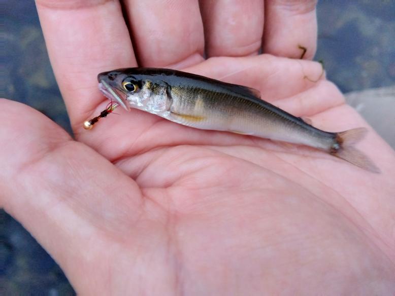 毛針で釣れたアユ