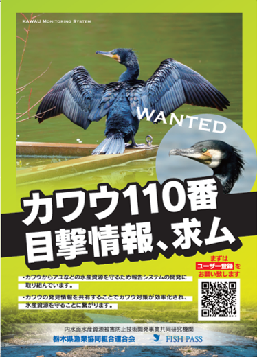 sinkawauapuri1