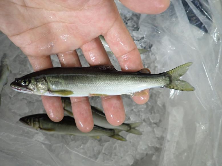 大きなアユが釣れることも