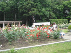 「井頭公園 バラまつり(真岡市)」の写真