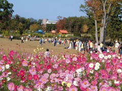 「とちぎわんぱく公園 コスモス畑(壬生町)」の写真