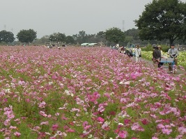 鬼怒グリーンパークのコスモスの写真