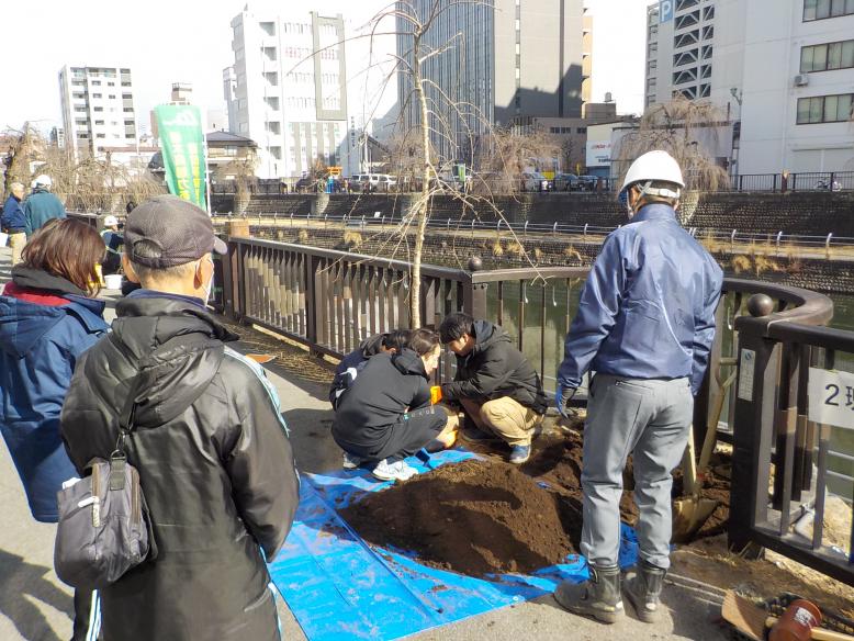 田川シダレザクラ復活祭植樹写真苗木運搬