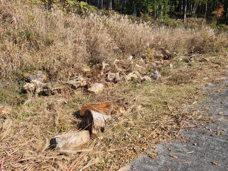 西荒川ダム流木２