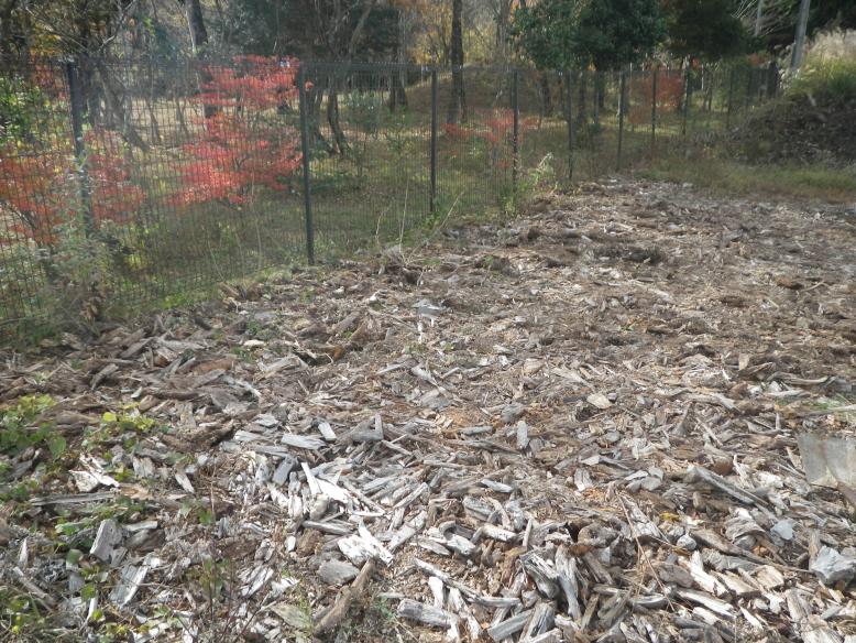 塩原ダム流木２