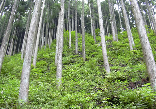 整備された森林