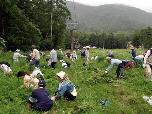県民参加によるオオハンゴンソウの除去作業