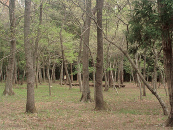 平地林の写真